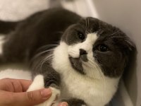 Cins kedimizi ücretsiz sahiplendirme
