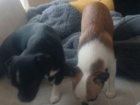 Şivava köpeğimiz 5 aylık dişi