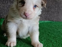 Border collie yavrularımız