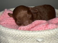 Kore red brown poodle dişi erkek rezerve için hazır bebekler