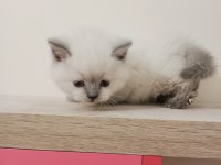 BLUE POİNT BRİTİSH SHORTHAİR YAVRULARI MAVİ GÖZLÜ BEBEKLER