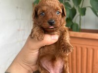 Toy Poodle kore kan