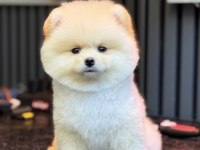 POMERANİAN BOO GÜLEN YÜZ