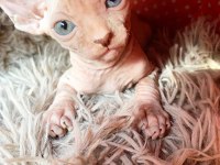 2 DİŞİ VE 2 ERKEK ODD EYES MAVİ GÖZ SFENKS