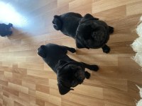3 aylık erkek pug yavruları
