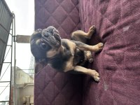 2 yaş blue-tan dişi french bulldog