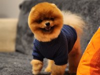 1 yaşında efsane ötesi erkek teddy bear surat pomeranian