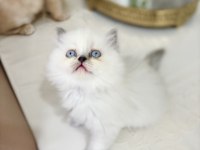 Bluepoint British Longhair