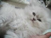 2 aylık chihuahua yavrularımız yeni yuvalarını arıyor