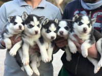 Maskeli Orjinal Mavi Göz Husky Yavrular