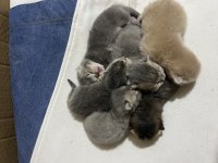 British shorthair ve bluepoint yavrularımız