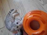 British shorthair yavrular