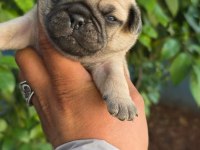 Mükemmel anatomiye sahip Rıfkı Pug mops