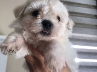 Pofuduk şeker gibi maltese yavrularım