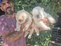 Chow chow bebeklerimiz
