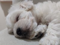 Minicik bir erkek maltese
