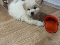3 aylık erkek chow chow