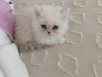 British longhair yavru sahiplendirme