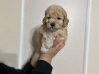 Maltipoo Yavrularımız Erkek/Dişi