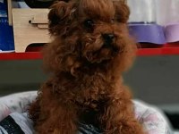 KORE YAVRUSU A KALİTE TEACUP RED BROWN TOY POODLE YAVRULAR