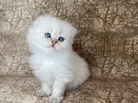 VETERİNER HEKİMDEN SCOTTİSH BRİTİSH YAVRULAR