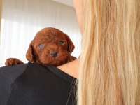 Red Toy Poodle