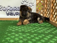 Alman Çoban Köpeği Yavruları