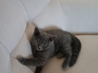 Erkek 3 aylık british shorthair kedi