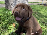 Labrador Retriever Bebeklerimiz Evinizin Neşesi Olacaktır