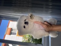 Pomeranian 3 Aylık