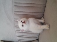 British shorthair karma