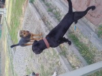 Can dosta kalıcı yuva cane corso