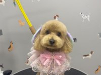 Ev ortamında büyüyen poodle bebekler