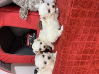 MİNİ MİNİ MALTESELER