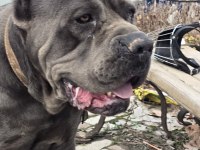 3 yaşında erkek cane corso evladımız