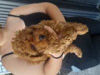 Efsane Toy Poodle Yavrularımız
