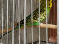 Jumbo rainbow yerli çek japones muhabbet kuşu hazır takımlar
