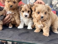 Show kalite tea cup morkie yavrularımız