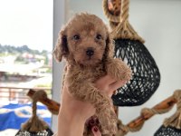 MİNİK TOY POODLE YAVRULARI YENİ SAHİPLERİNİ ARIYOR