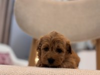 Orjinal Maltipoo bebeklerim