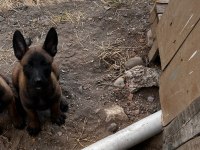 Belçika kurdu 2 aylık köpeğimiz