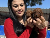 Sağlık ve ırk garantili Toy Poodle yavrularım