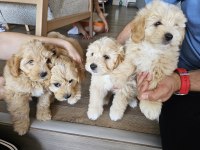 Safkan Maltipoo