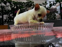 A Kalite Teacup Chihuahua Bebekler