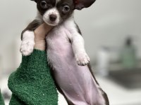 Şehir değişikliği nedeniyle köpeğimi vermek zorundayım