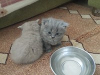 Sağlıklı oyuncu british shorthair bebekler