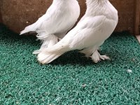 Özbek taklacı güvercini (Çift tepeli gülbademler)