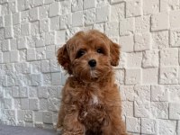 Maltipoo Yavrularımız Sizleri Bekliyorlar