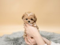 Maltipoo yavrularımız