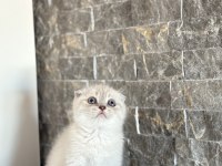 SCOTTISH FOLD BEYAZ YAVRULARIM 
